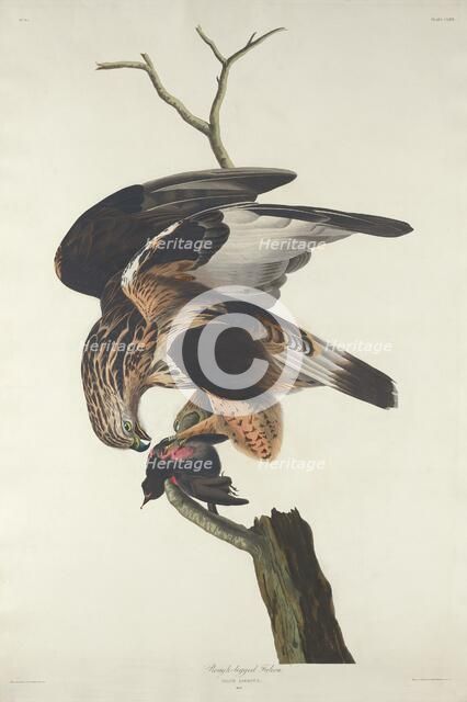 Rough-legged Falcon, 1833. Creator: Robert Havell.