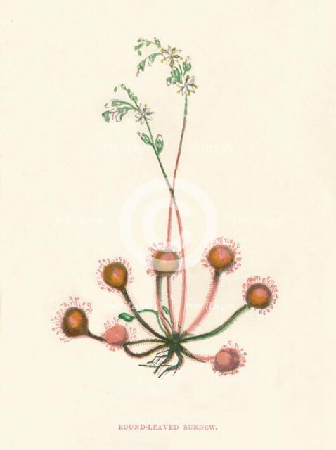 'Round-Leaved Sundew', c1891, (1891). Artist: Anne Pratt.