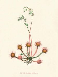 Round-Leaved Sundew c1891, (1891). Artist: Anne Pratt
