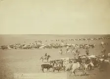 Round-up scenes on Belle Fouche [sic] in 1887, 1887. Creator: John C. H. Grabill