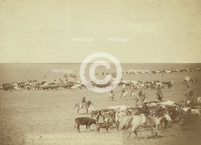Round-up scenes on Belle Fouche [sic] in 1887, 1887. Creator: John C. H. Grabill.