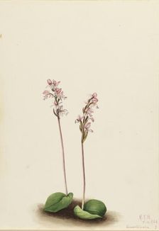 Roundleaf Orchis (Orchis rotundifolia), 1924. Creator: Mary Vaux Walcott