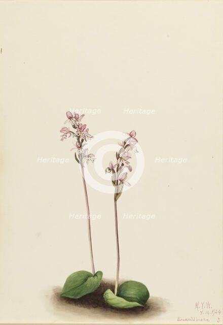 Roundleaf Orchis (Orchis rotundifolia), 1924. Creator: Mary Vaux Walcott.