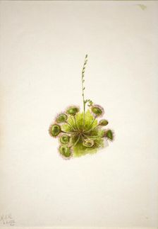 Roundleaf Sundew (Drosera rotundifolia), 1933. Creator: Mary Vaux Walcott