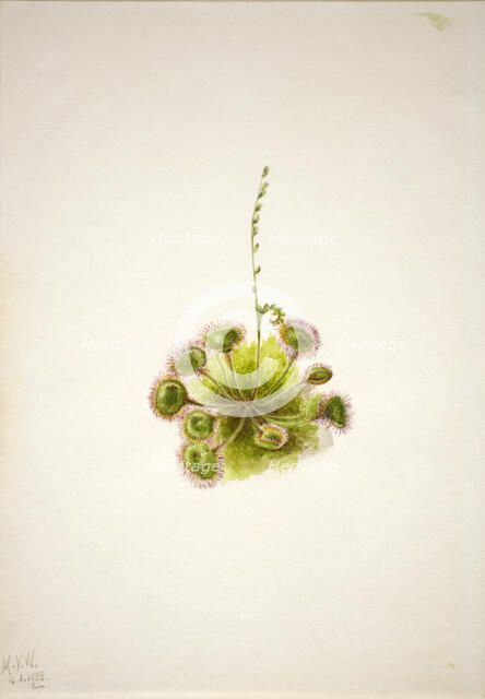 Roundleaf Sundew (Drosera rotundifolia), 1933. Creator: Mary Vaux Walcott.