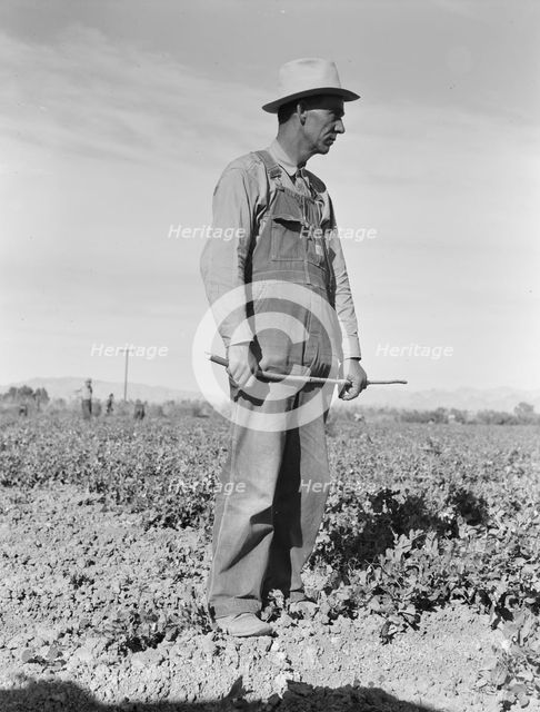 Row boss, formerly a pea picker, near Calipatria, California, 1939. Creator: Dorothea Lange.