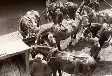 Rowntree's working horses, York, Yorkshire, 1955