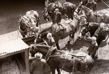 Rowntree's working horses, York, Yorkshire, 1955