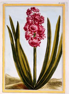Royal Crimson, pub. 1776. Creator: Pierre Joseph Buchoz (1731-1807)