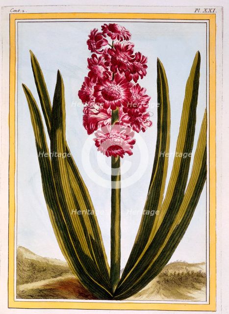 Royal Crimson,  pub. 1776. Creator: Pierre Joseph Buchoz (1731-1807).