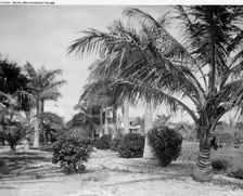 Royal and cocoanut palms, c.between 1910 and 1920. Creator: Harris & Ewing