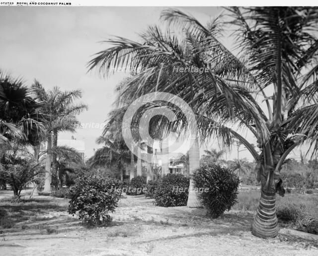 Royal and cocoanut palms, c.between 1910 and 1920. Creator: Harris & Ewing.