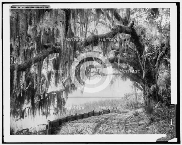Royal arch oak, Ormond, Fla., c1898. Creator: William H. Jackson.