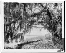 Royal arch oak, Ormond, Fla., c1898. Creator: William H. Jackson