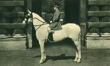 Royal Outrider in Scarlet Livery 1950s. Creator: Unknown