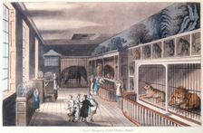 Royal Menagerie, Exeter Change, Strand, London c1820. Creator: Unknown