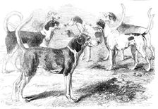 Royal Staghounds: Prosperous, Woodman, Rigolette, Chanticleer, 1856. Creator: Harrison Weir