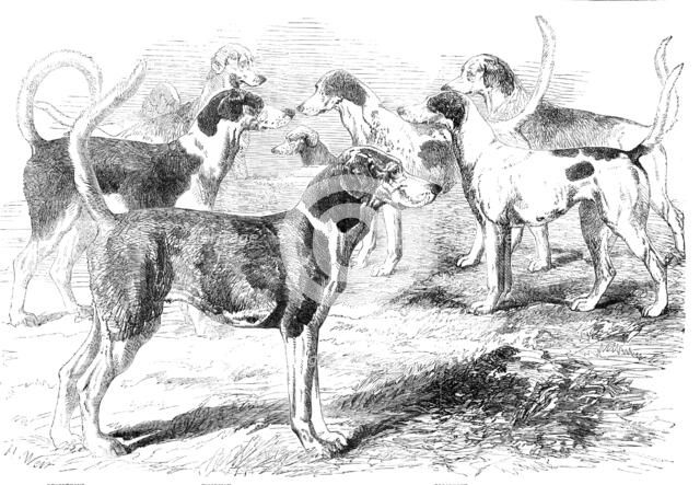 Royal Staghounds: Prosperous, Woodman, Rigolette, Chanticleer, 1856.  Creator: Harrison Weir.