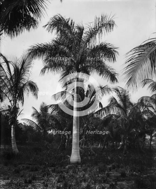 Royal palms at Cocoanut (i.e. Coconut) Grove, Miami, Fla., c1900. Creator: Unknown.