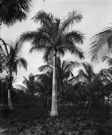 Royal palms at Cocoanut (i.e. Coconut) Grove, Miami, Fla., c1900. Creator: Unknown