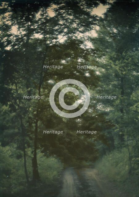 Road through woods, between 1906 and 1942. Creator: Arnold Genthe.