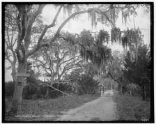Road to Bostrom's, Ormond, between 1880 and 1897. Creator: William H. Jackson