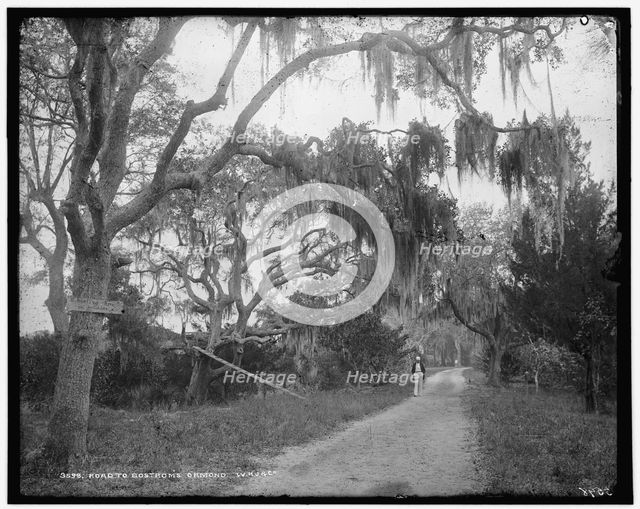Road to Bostrom's, Ormond, between 1880 and 1897. Creator: William H. Jackson.