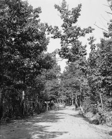 Road to High Rock, Pen Mar Park, Md., between 1900 and 1906. Creator: Unknown