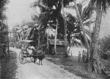 Road Beside the Kelaniya River c1890, (1910). Artist: Alfred William Amandus Plate