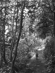 Road in the forest, 1910-1929. Creator: Ivan Emelianovich Larin