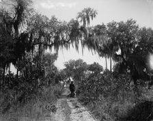 Road near Rockledge, between 1880 and 1897. Creator: William H. Jackson