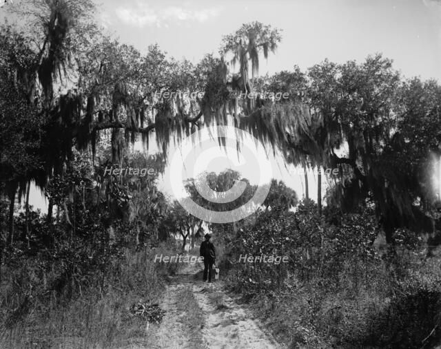 Road near Rockledge, between 1880 and 1897. Creator: William H. Jackson.