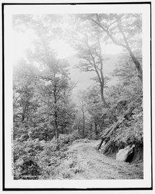 Road on Toxaway Mt., Sapphire, N.C., (1902?). Creator: William H. Jackson