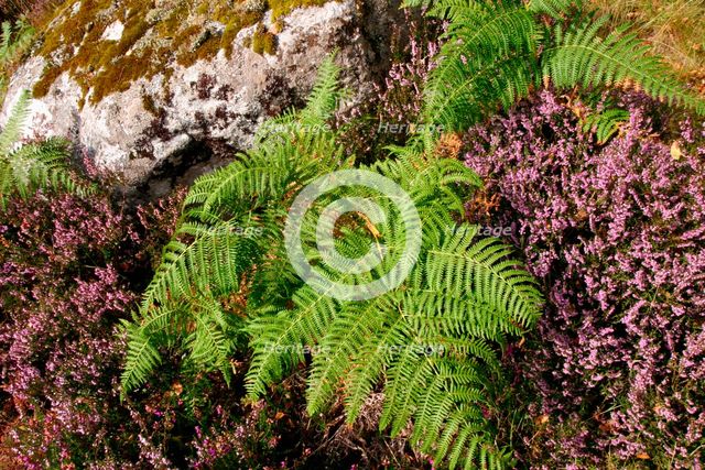 Roadside heather and fern, Scotland. Creator: Peter Thompson.