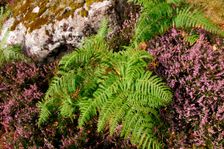 Roadside heather and fern, Scotland. Creator: Peter Thompson
