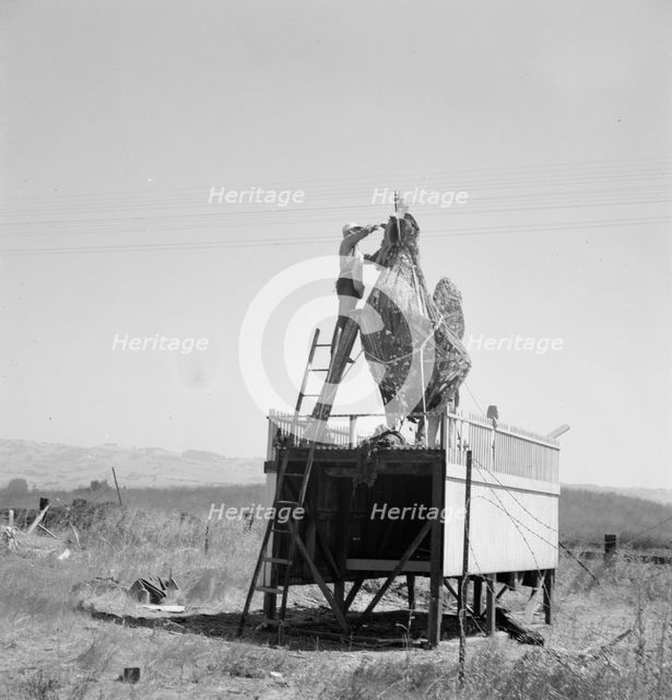 Roadside sculpture (under repair) on U.S. 101, entering Petaluma, Sonoma County, 1939. Creator: Dorothea Lange.