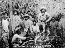 Roasting pig in the jungle, Cuba, (c1910)
