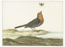 Robin, 1658-1726. Creator: Johannes Bronkhorst