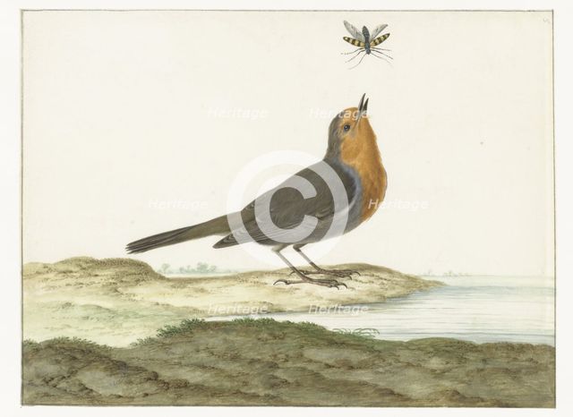 Robin, 1658-1726. Creator: Johannes Bronkhorst.
