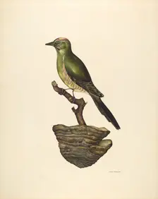 Robin (German?), c. 1939. Creator: John Thorsen