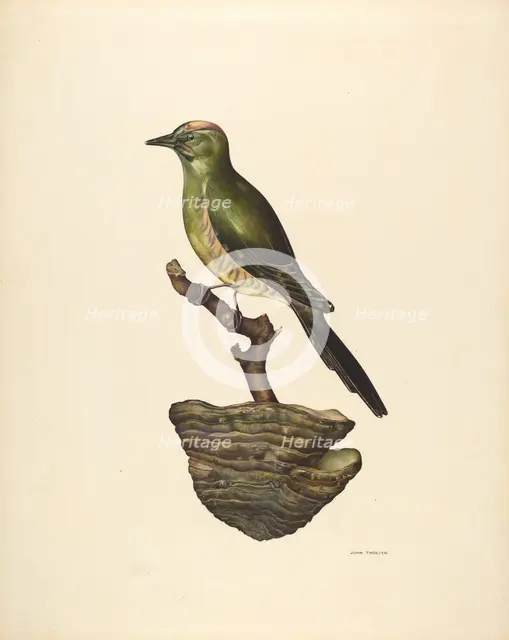 Robin (German?), c. 1939. Creator: John Thorsen.