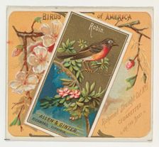 Robin, from the Birds of America series (N37) for Allen & Ginter Cigarettes, 1888. Creator: Allen & Ginter