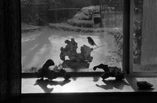 Robin in the garden of the photographer John Gay, 30 Cholmeley Crescent, Highgate, London, 1979-1983 Creator: John Gay