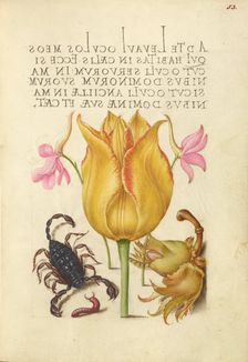 Rocket Larkspurs, Tulip, Scorpion, Millepede, and European Filbert, 1561-2; illumination 1591-6. Creator: Joris Hoefnagel
