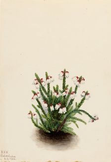 Rocky Mountain Cassiope (Cassiope mertensiana), 1924. Creator: Mary Vaux Walcott
