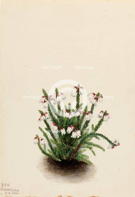 Rocky Mountain Cassiope (Cassiope mertensiana), 1924. Creator: Mary Vaux Walcott.