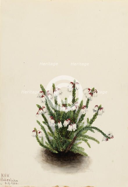 Rocky Mountain Cassiope (Cassiope mertensiana), 1924. Creator: Mary Vaux Walcott.