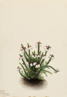 Rocky Mountain Cassiope (Cassiope mertensiana), 1924. Creator: Mary Vaux Walcott