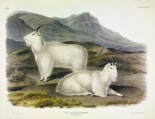 Rocky Mountain Goat, Capra Americana, 1845
