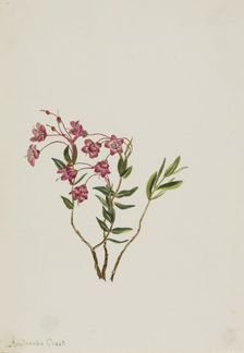 Rocky Mountain Kalmia (Kalmia microphylla), n.d. Creator: Mary Vaux Walcott